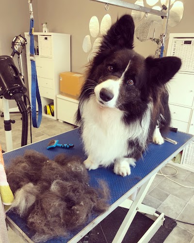 Grooming Van Image
