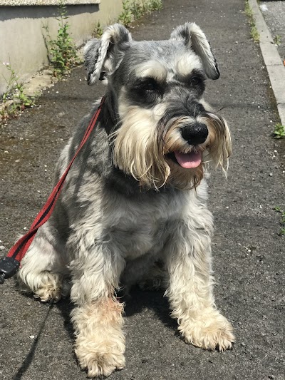 Grooming Van Image