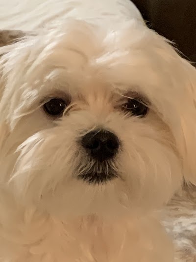 Cut N Go Dog Grooming Salon
