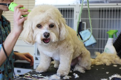 Grooming Van Image