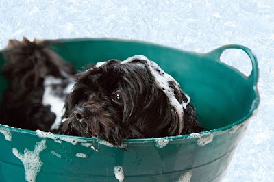 Grooming Van Image