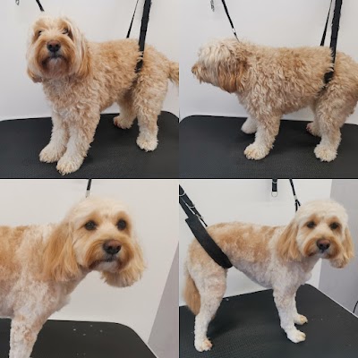 Grooming Van Image