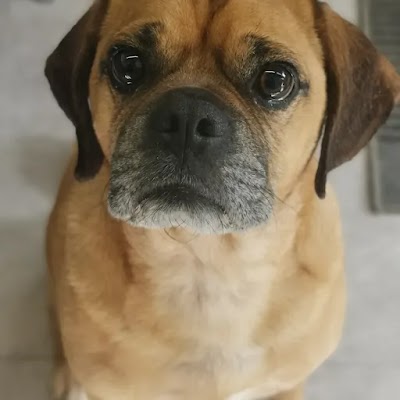 Grooming Van Image
