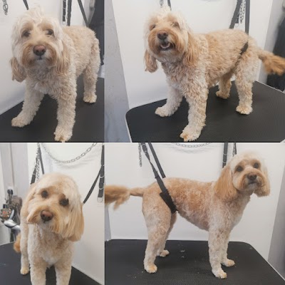 Grooming Van Image