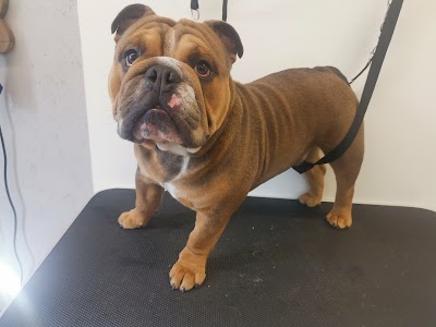 Grooming Van Image