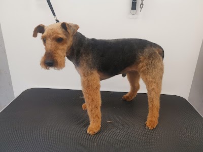 Grooming Van Image