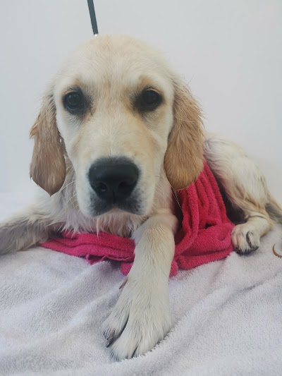 Grooming Van Image