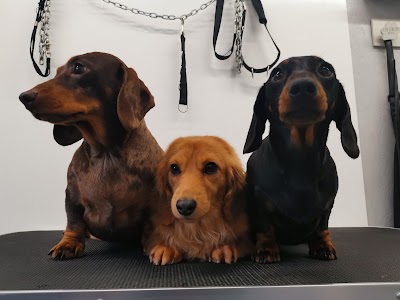 Grooming Van Image