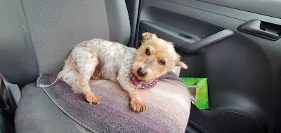 Grooming Van Image