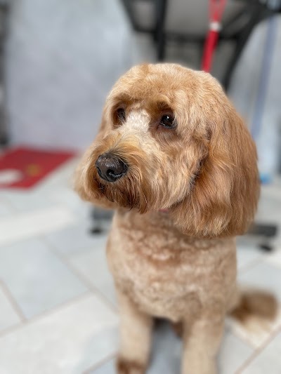Grooming Van Image