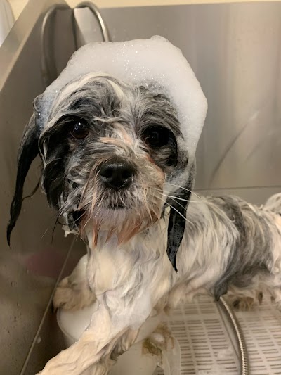 Grooming Van Image