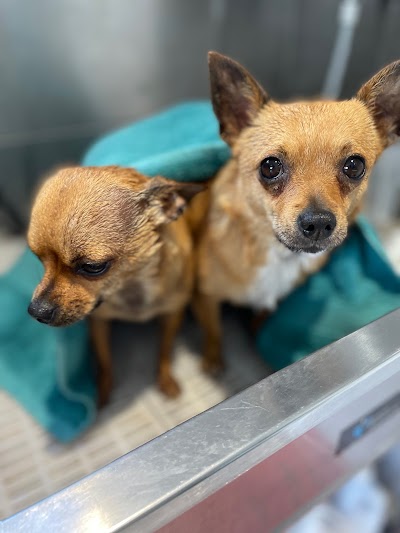 Grooming Van Image