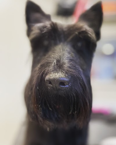 Grooming Van Image