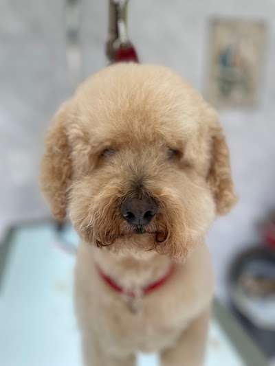 Grooming By Patsy