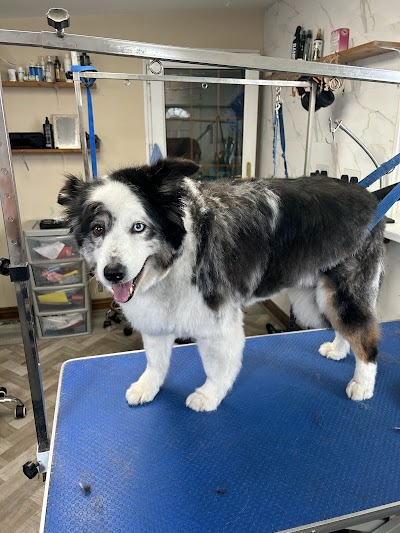 Grooming Van Image
