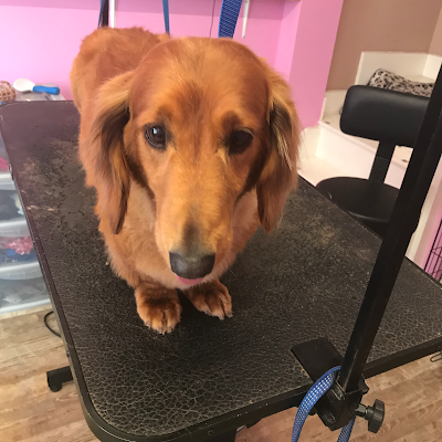 Grooming Van Image
