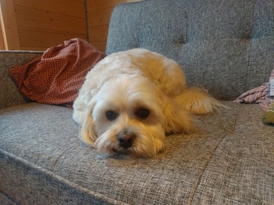 Grooming Van Image