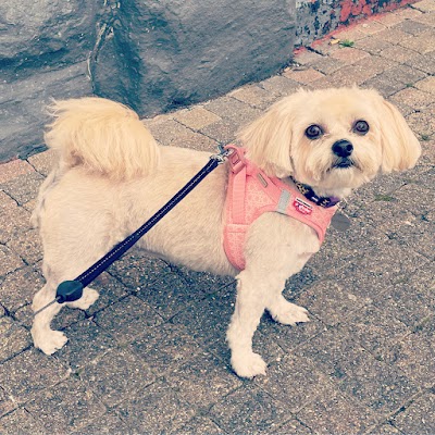 Grooming Van Image