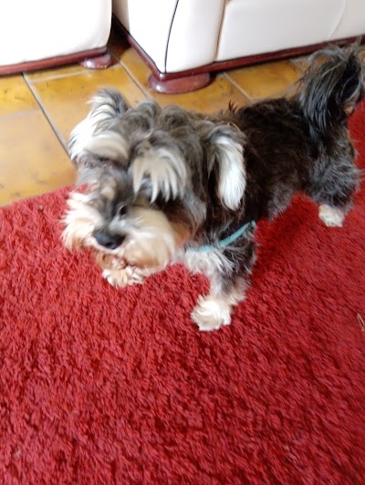 Grooming Van Image