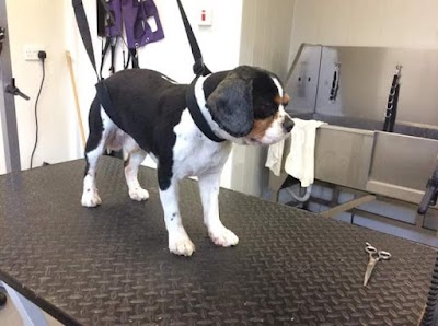 Grooming Van Image