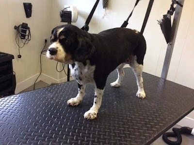 K9 Dog Grooming