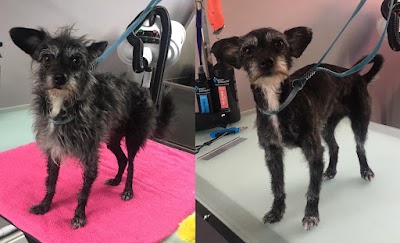 Grooming Van Image