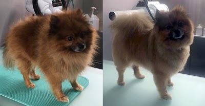 Grooming Van Image