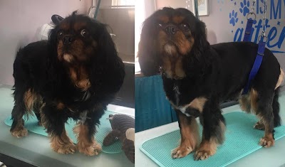 Grooming Van Image
