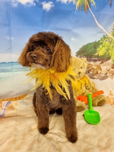 Grooming Van Image