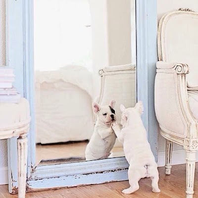 Grooming Van Image