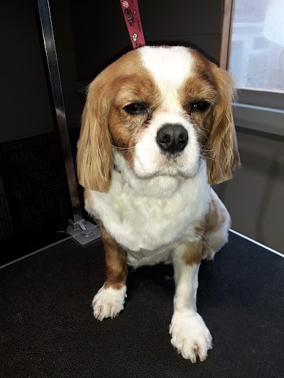 Grooming Van Image