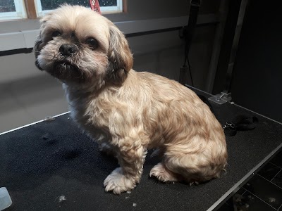 Grooming Van Image