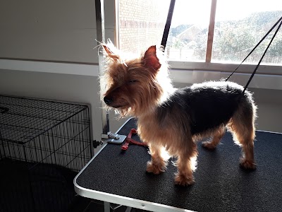 Grooming Van Image