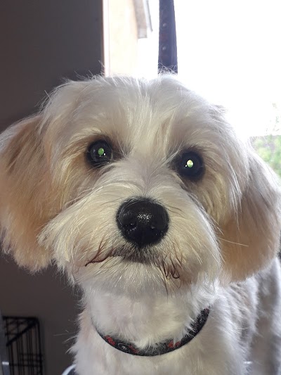 Grooming Van Image