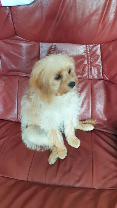 Grooming Van Image