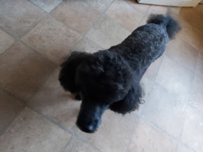 Grooming Van Image