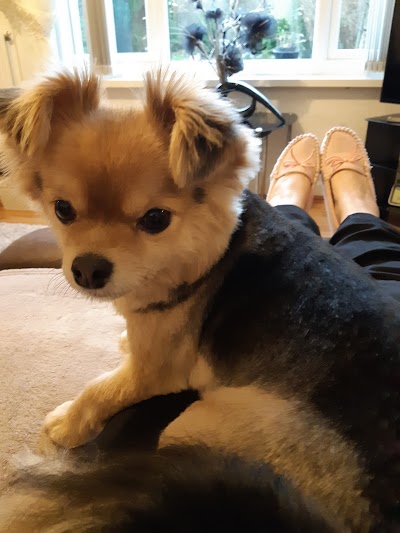 Grooming Van Image