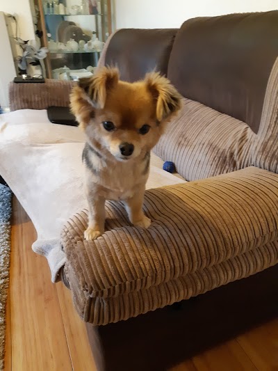 Paws Patrol