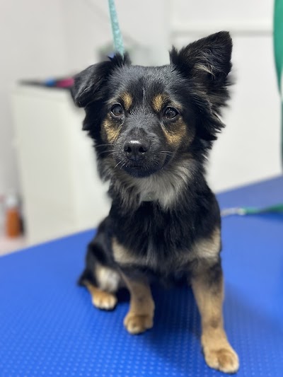 Grooming Van Image