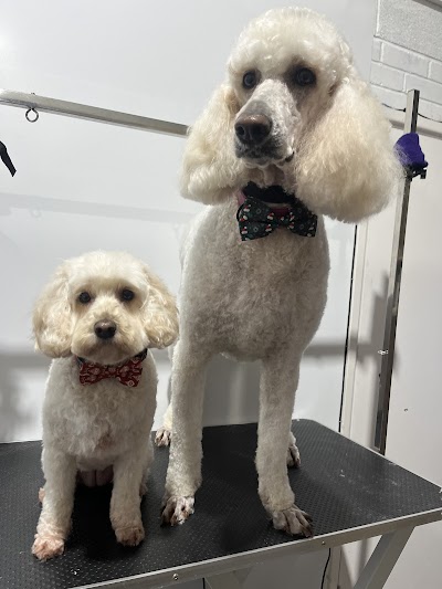 Pearsons Pooches