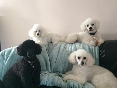Grooming Van Image
