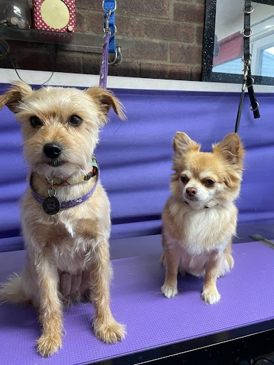 Grooming Van Image