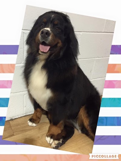 Grooming Van Image