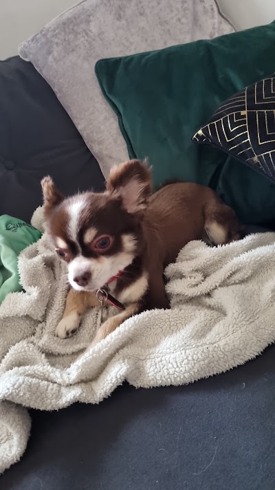 Tanya's Pampered Pets