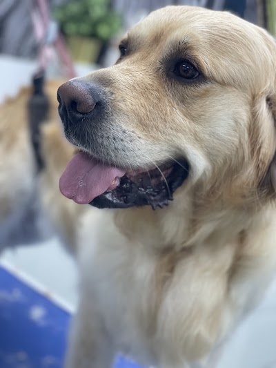Grooming Van Image