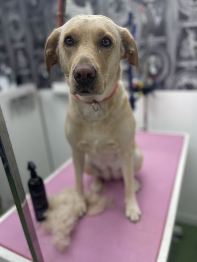Grooming Van Image