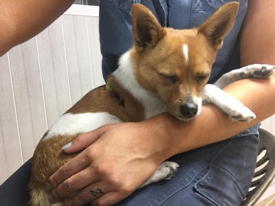 Grooming Van Image