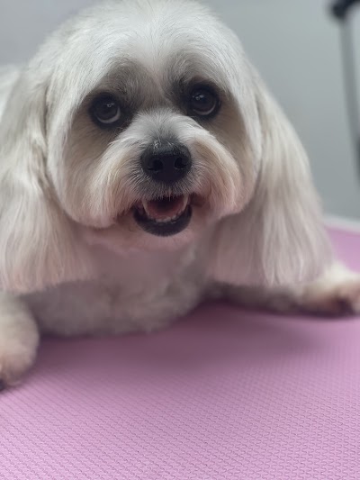 The Groomers Salon & Training School