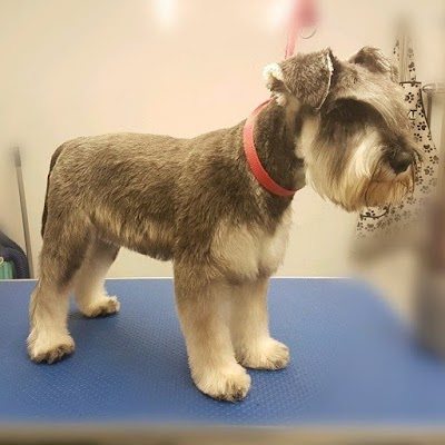 Grooming Van Image