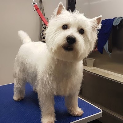 Grooming Van Image